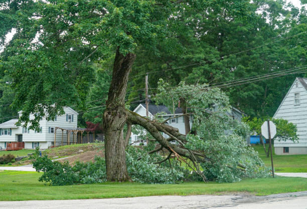 Comanche, TX  Tree Services Company